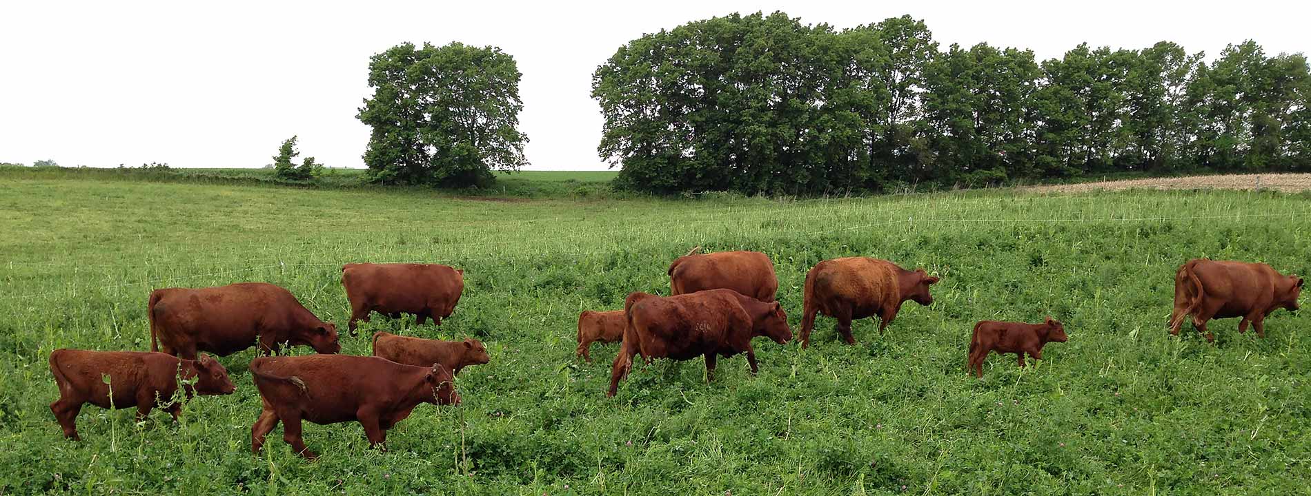 Why Grassfed? Brass Family Farm